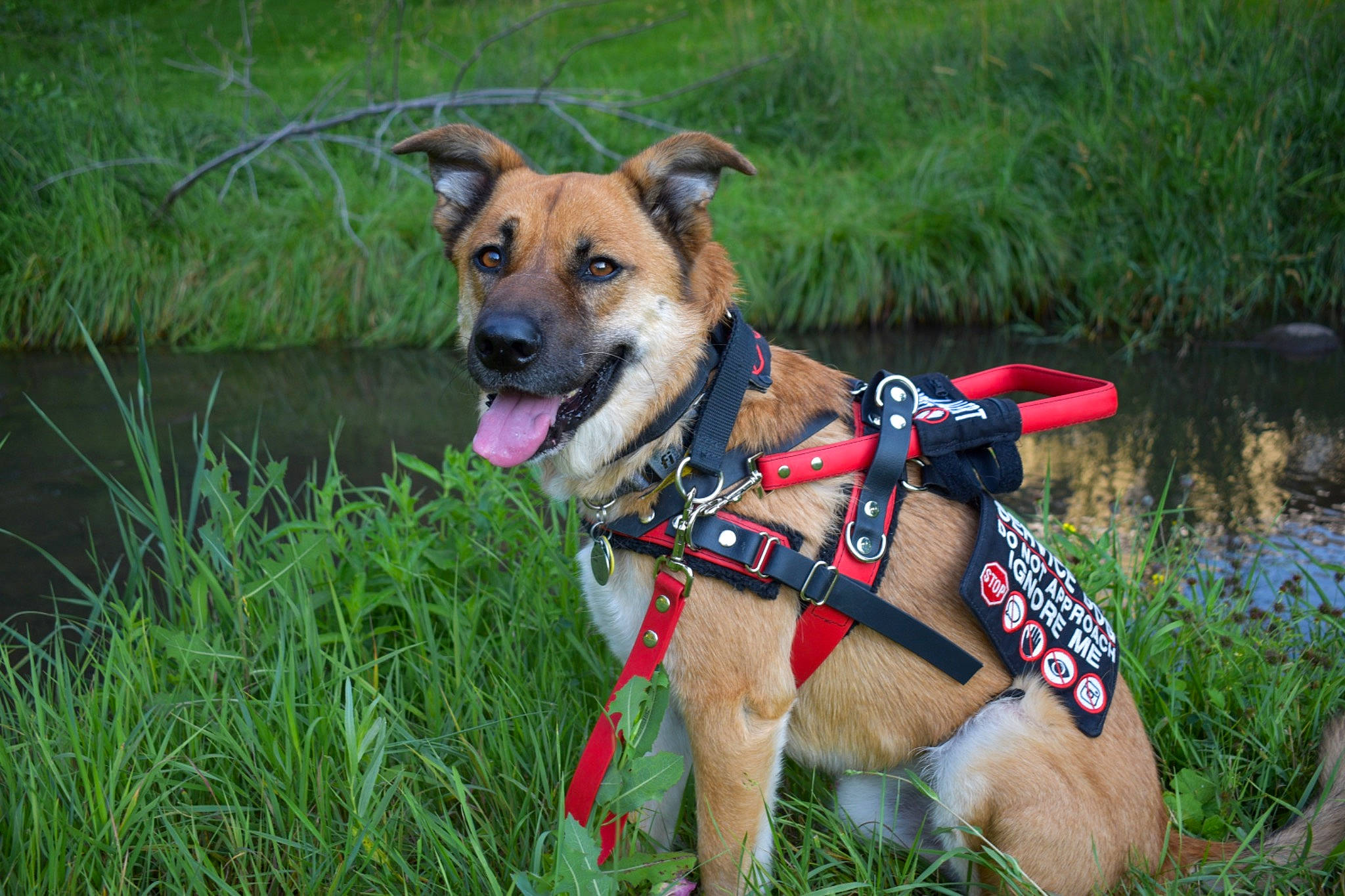 Ozzy is registered to the contest to win money with this photo: adventure, bicycle_handlebar, canidae, carnivore, collar, companion_dog, dog, dog_breed, dog_clothes, dog_collar, dog_supply, fawn, grass, leash, pet_supply, plant, snout, sporting_group, water, working_animal
