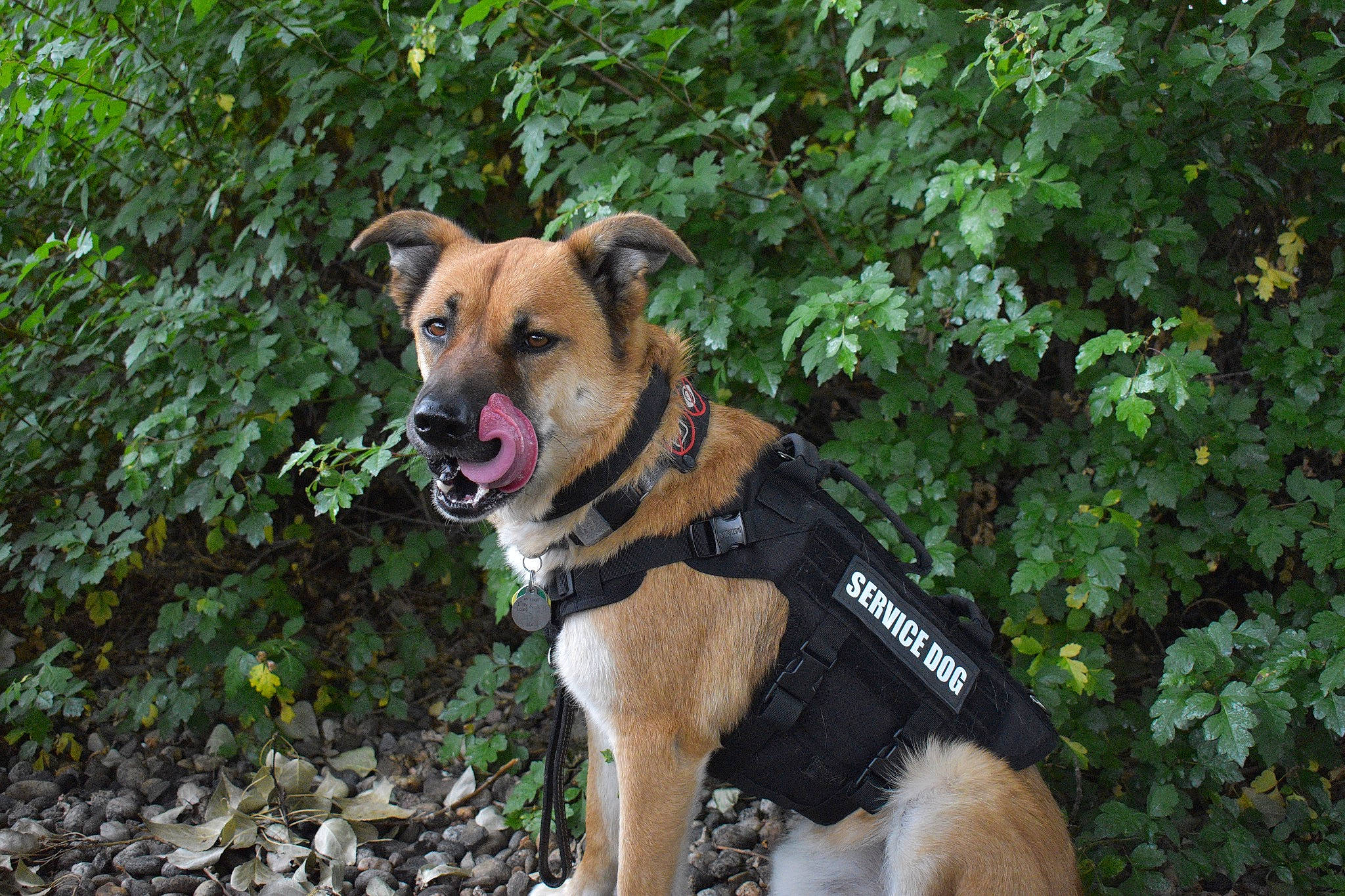 Ozzy is registered to the contest to win money with this photo: canidae, carnivore, collar, companion_dog, dog, dog_breed, dog_clothes, dog_collar, dog_supply, fashion_accessory, fawn, grass, leash, pet_supply, plant, snout, sporting_group, tree, webbing, working_animal