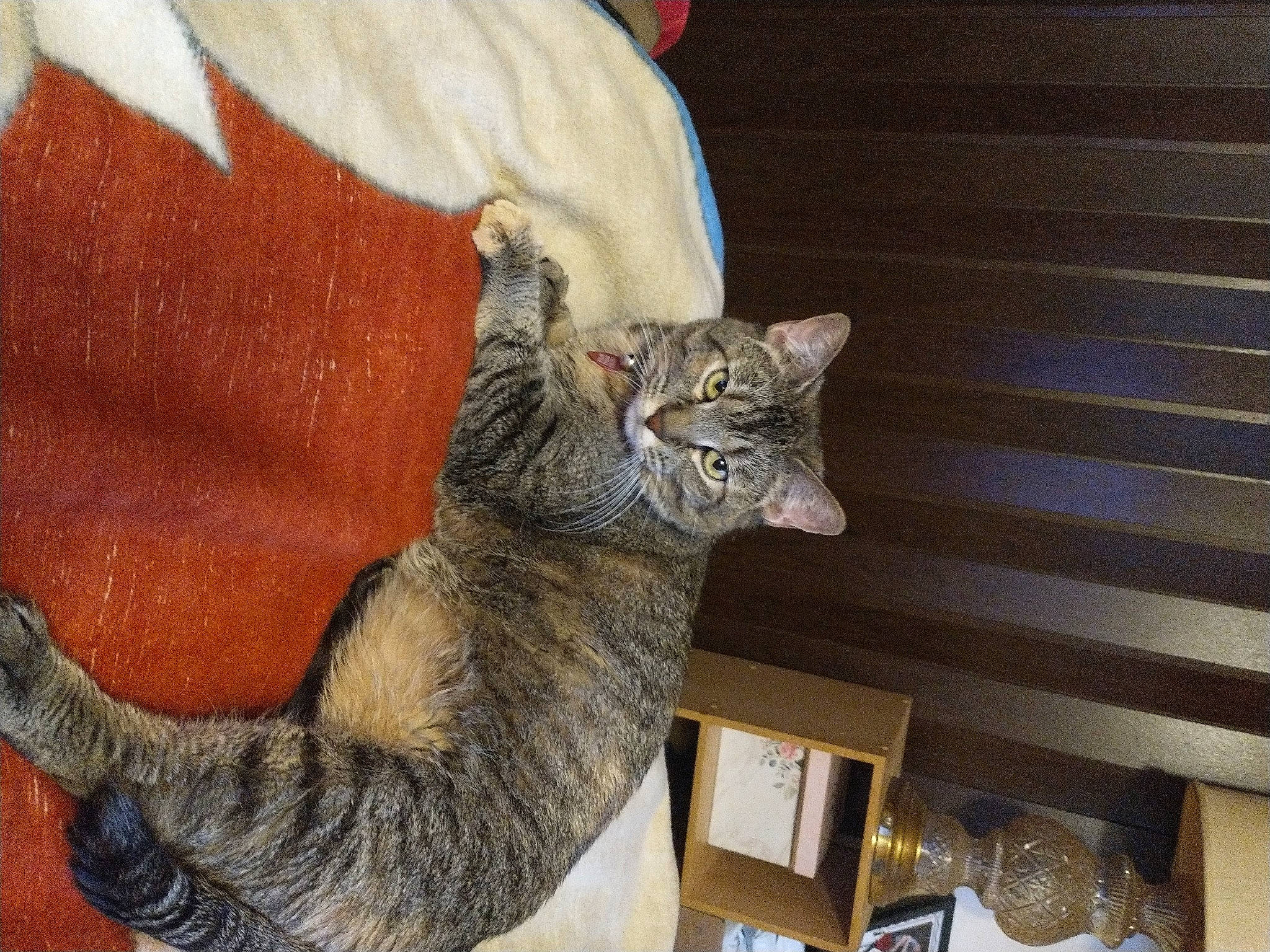 Daisy Duck joined the competition — help win amazing prizes! art, carnivore, cat, claw, comfort, domestic_short_haired_cat, felidae, fur, paw, small_to_medium_sized_cats, snout, tail, terrestrial_animal, whiskers, window, wood