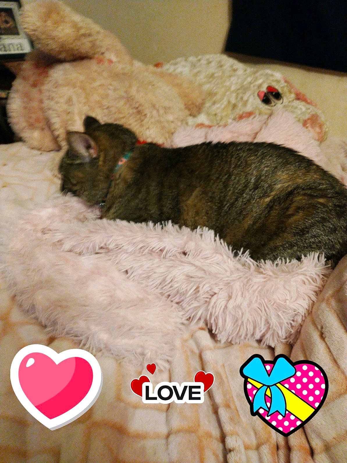 Daisy Duck is registered to the contest to win money with this photo: canidae, carnivore, cat, collar, companion_dog, costume_hat, dog_breed, fawn, felidae, font, fur, liver, love, mammal, pattern, photo_caption, small_to_medium_sized_cats, sporting_group, tail, whiskers