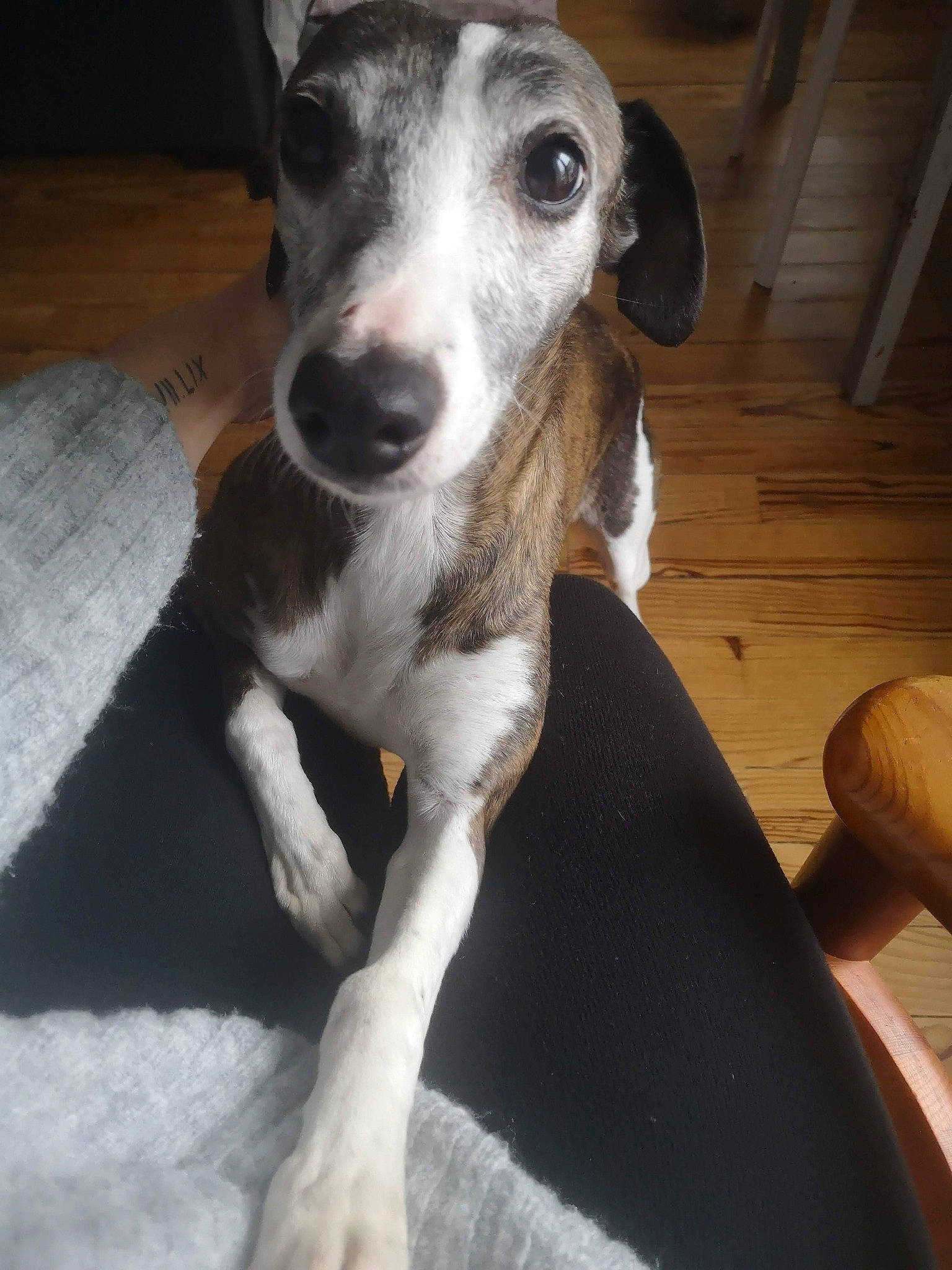 Janice a rejoint le concours — aidez-le/la à gagner de superbes lots ! canidae, carnivore, collar, companion_dog, dog, dog_breed, eye, fur, hardwood, non_sporting_group, sighthound, sporting_group, terrestrial_animal, whiskers, wood, working_animal