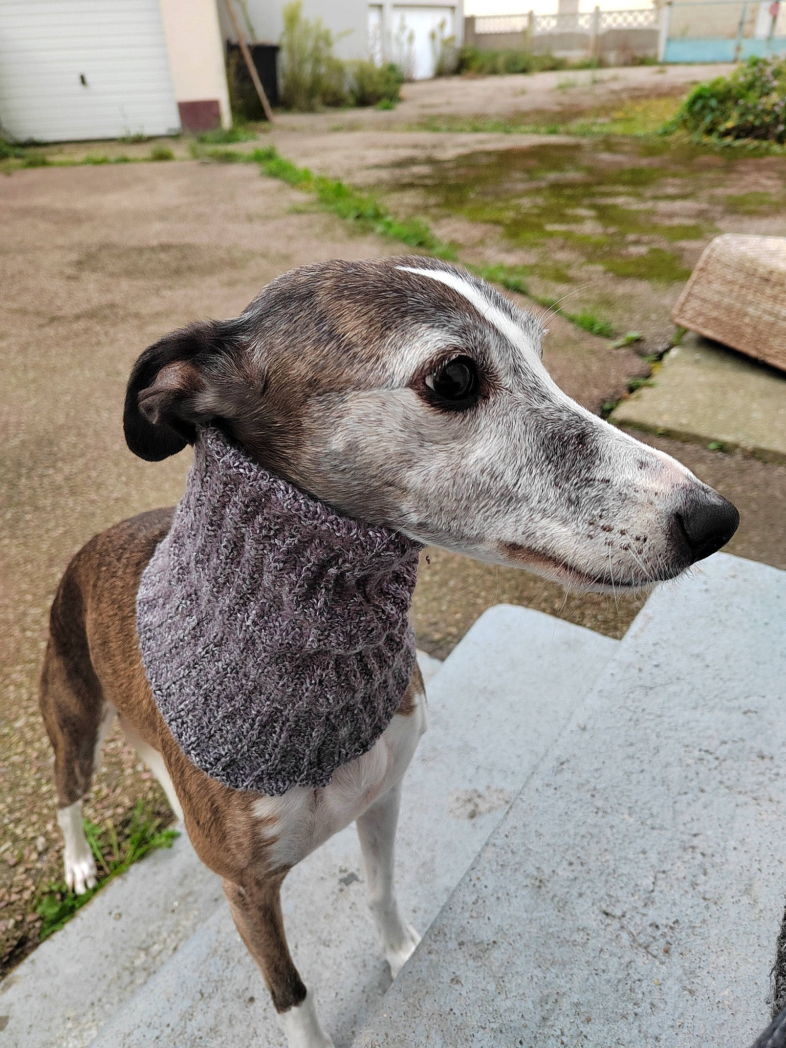 Janice participe au concours pour gagner de l'argent avec cette photo : art, canidae, carnivore, companion_dog, dog, dog_breed, fawn, grey, metal, non_sporting_group, plant, rampur_greyhound, snout, sporting_group, terrestrial_animal, whiskers, working_animal