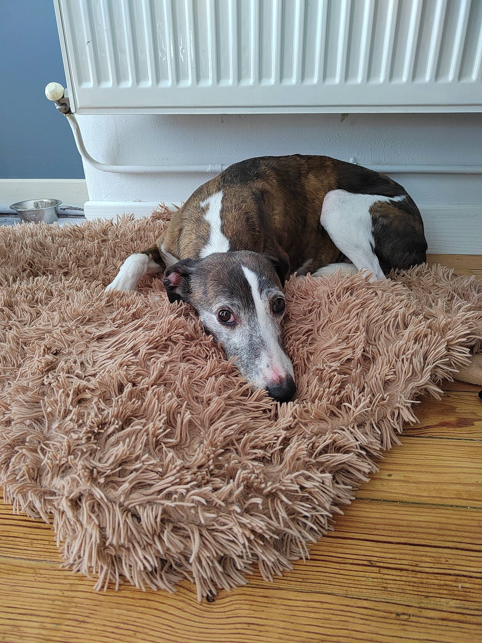 Janice participe au concours pour gagner de l'argent avec cette photo : canidae, carnivore, companion_dog, dog, dog_breed, fawn, hardwood, non_sporting_group, sporting_group, wood, working_animal