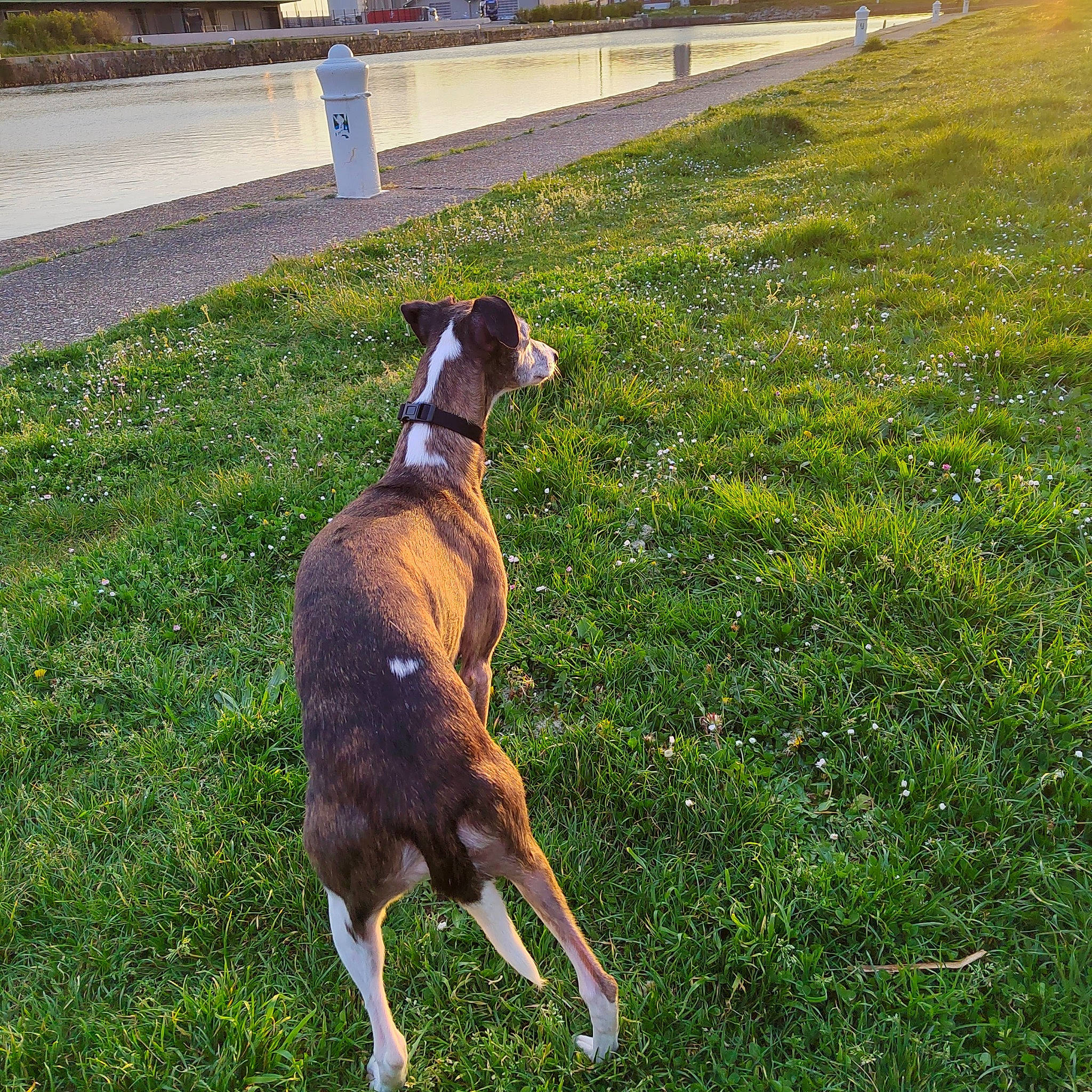 Janice participe au concours pour gagner de l'argent avec cette photo : canidae, carnivore, collar, companion_dog, dog, dog_breed, dog_collar, dog_supply, fawn, grass, grassland, leash, liver, pet_supply, plant, sighthound, snout, sporting_group, tail, working_animal