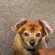 Ruby Tuesday joined the competition — help win amazing prizes! animal, brown_fur, carpet, collar, companion, cute, dog, domestic, ears, friendly, furry, indoor, looking_up, mammal, pet, small_dog, table, tag, tongue, wood