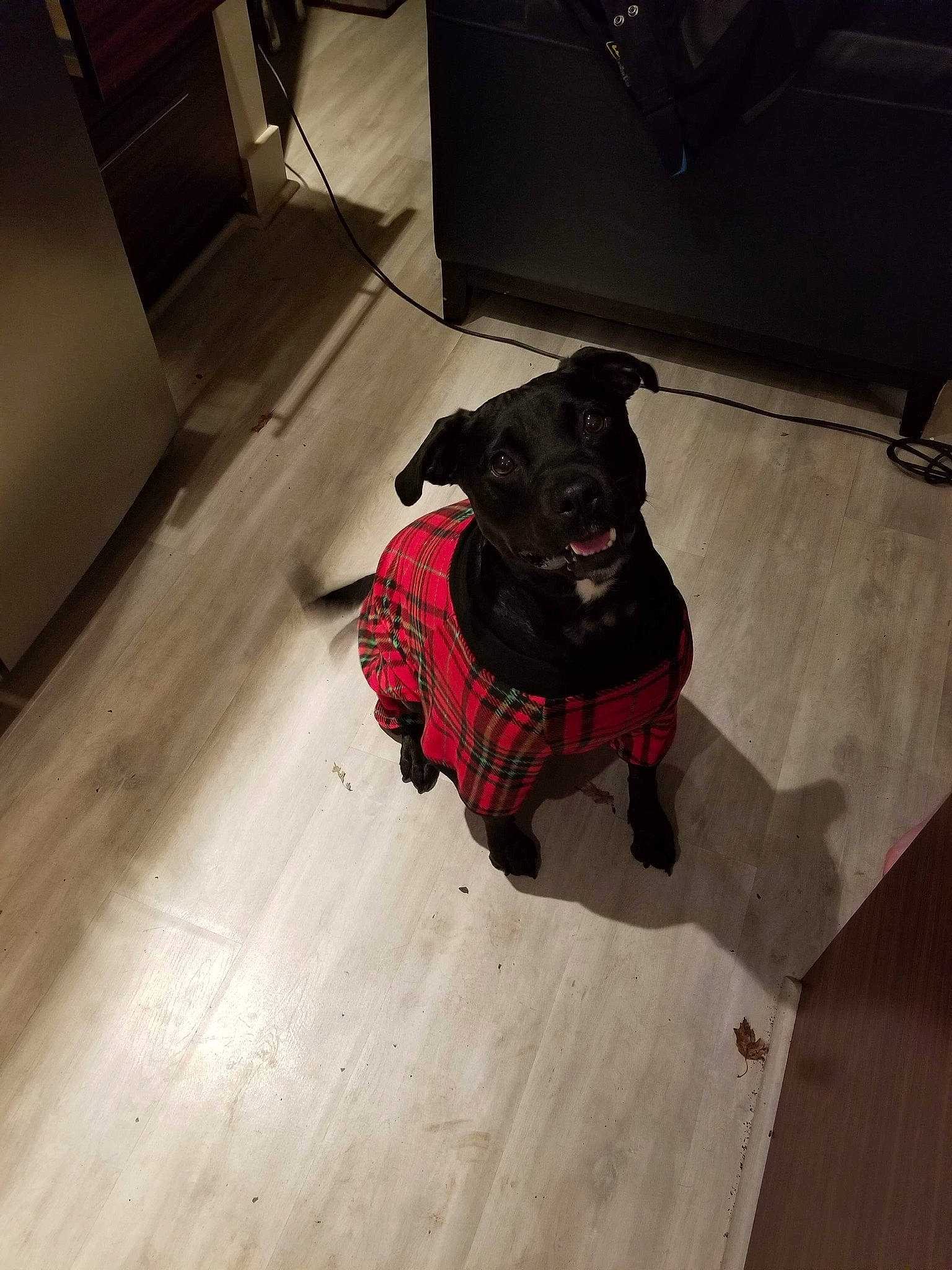 Bear is registered to the contest to win money with this photo: borador, canidae, carnivore, collar, companion_dog, dog, dog_breed, dog_collar, dog_supply, fawn, floor, flooring, hardwood, laminate_flooring, leash, pet_supply, snout, tail, wood, working_animal