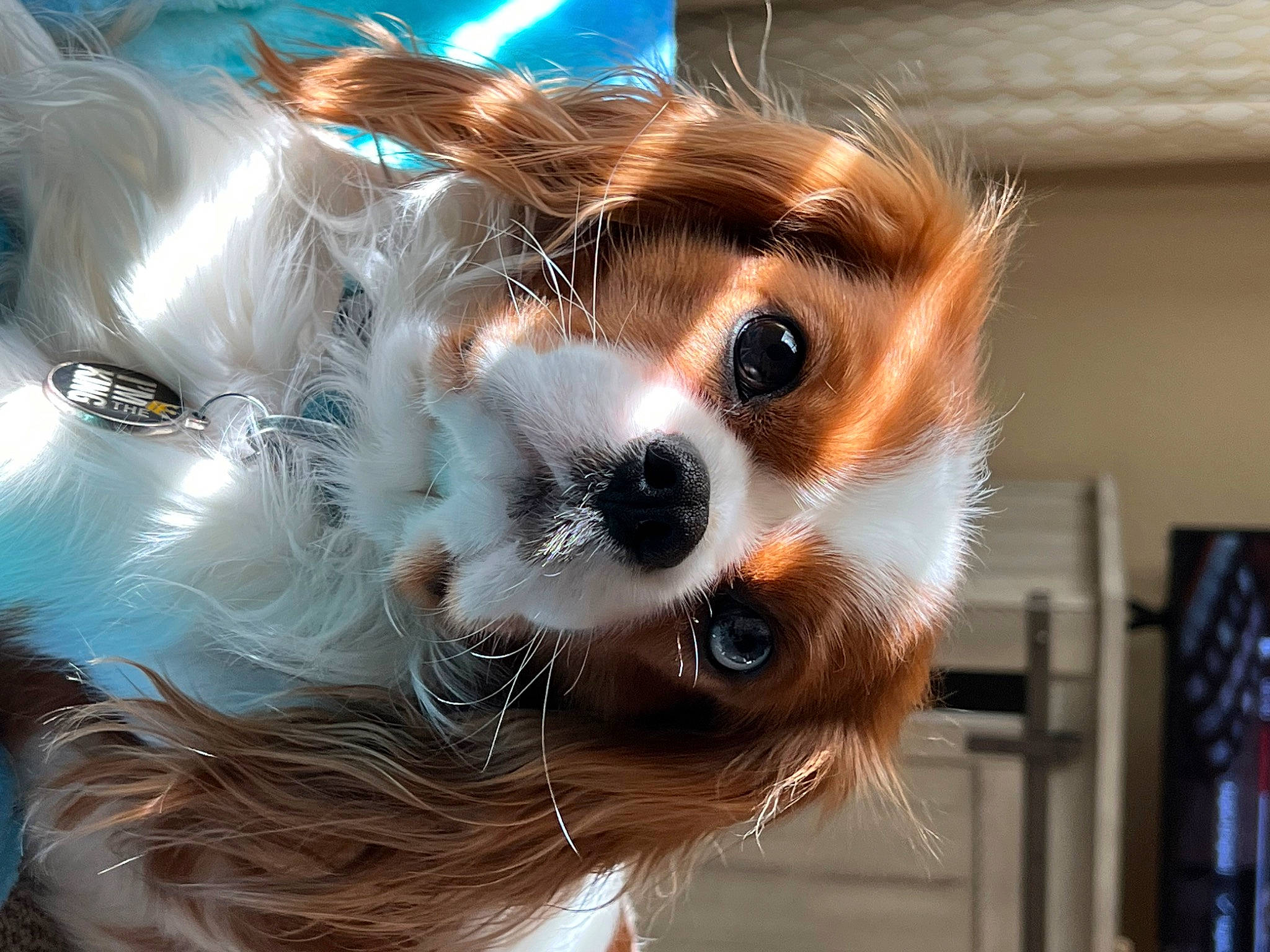 Milo is registered to the contest to win money with this photo: art, canidae, carnivore, companion_dog, corgi_chihuahua, dog, dog_breed, eyewear, fashion_accessory, fawn, fur, german_spitz, picture_frame, pomeranian, snout, sporting_group, sunglasses, toy, toy_dog, whiskers