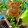 animal, branches, calm, cat, close_up, feline, flora, ginger_cat, green_leaves, leafy, metal_grate, nature, orange_cat, outdoor, peaceful, pet, plant, resting, sunlight, tree