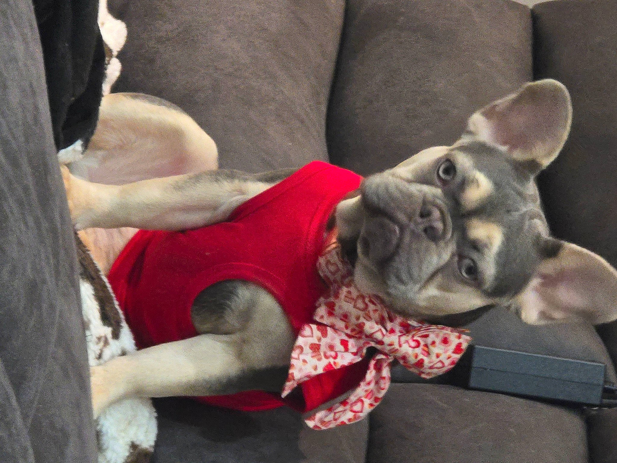 Abby joined the competition — help win amazing prizes! canidae, carnivore, comfort, companion_dog, couch, dog, dog_breed, ear, fawn, fur, human_leg, knee, selfie, snout, sporting_group, thigh, toy_dog, vertebrate, whiskers, working_animal