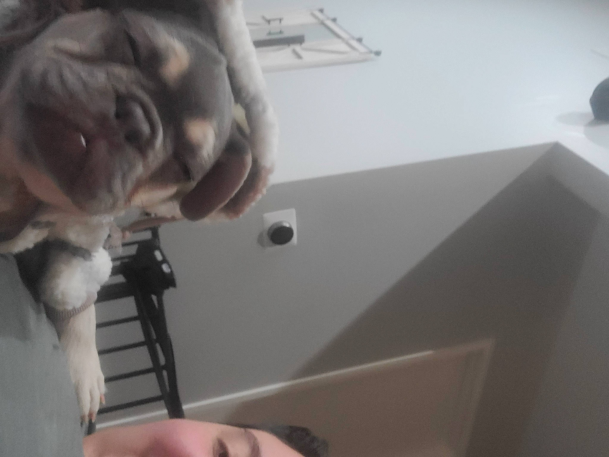 Abby is registered to the contest to win money with this photo: audio_equipment, ceiling, comfort, companion_dog, dog, dog_breed, eyewear, flooring, fur, gesture, jaw, lighting_accessory, room, selfie, stuffed_toy, toy, vehicle_door