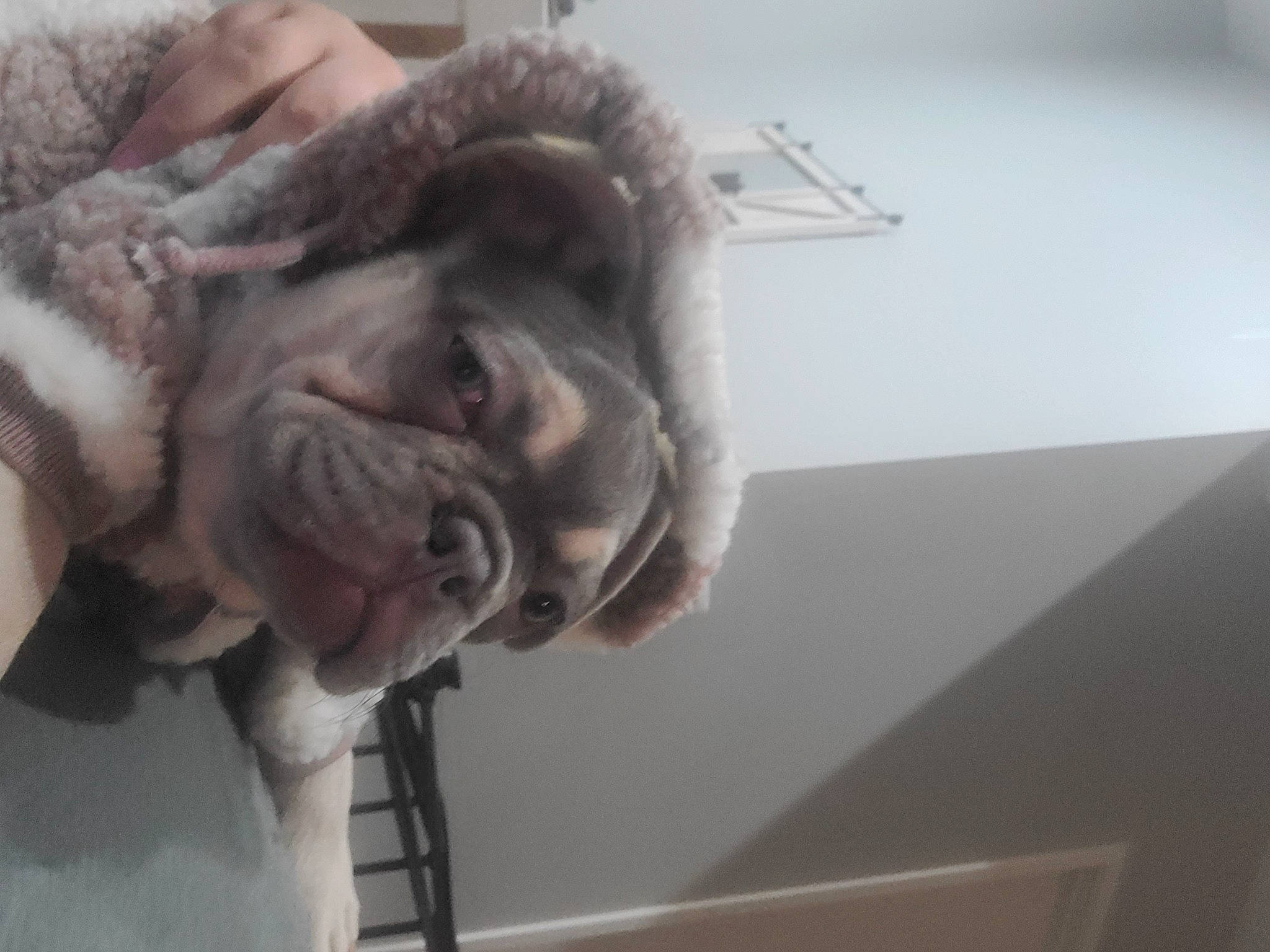 Abby joined the competition — help win amazing prizes! canidae, comfort, companion_dog, dog_breed, eye, fawn, flesh, fur, gesture, jaw, liver, snout, sporting_group, window, working_animal, wrinkle