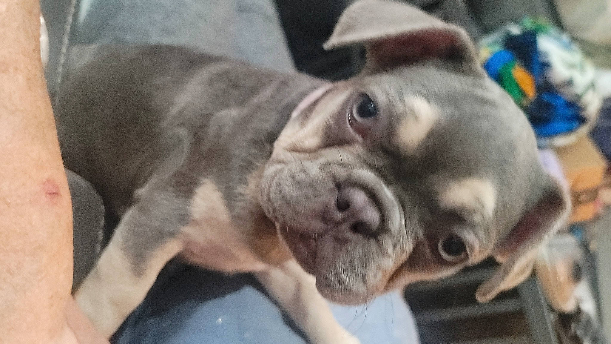 Abby joined the competition — help win amazing prizes! boxer, bulldog, canidae, carnivore, collar, companion_dog, dog, dog_breed, dog_collar, ear, fawn, molosser, non_sporting_group, snout, sporting_group, terrestrial_animal, whiskers, working_animal, working_dog, wrinkle