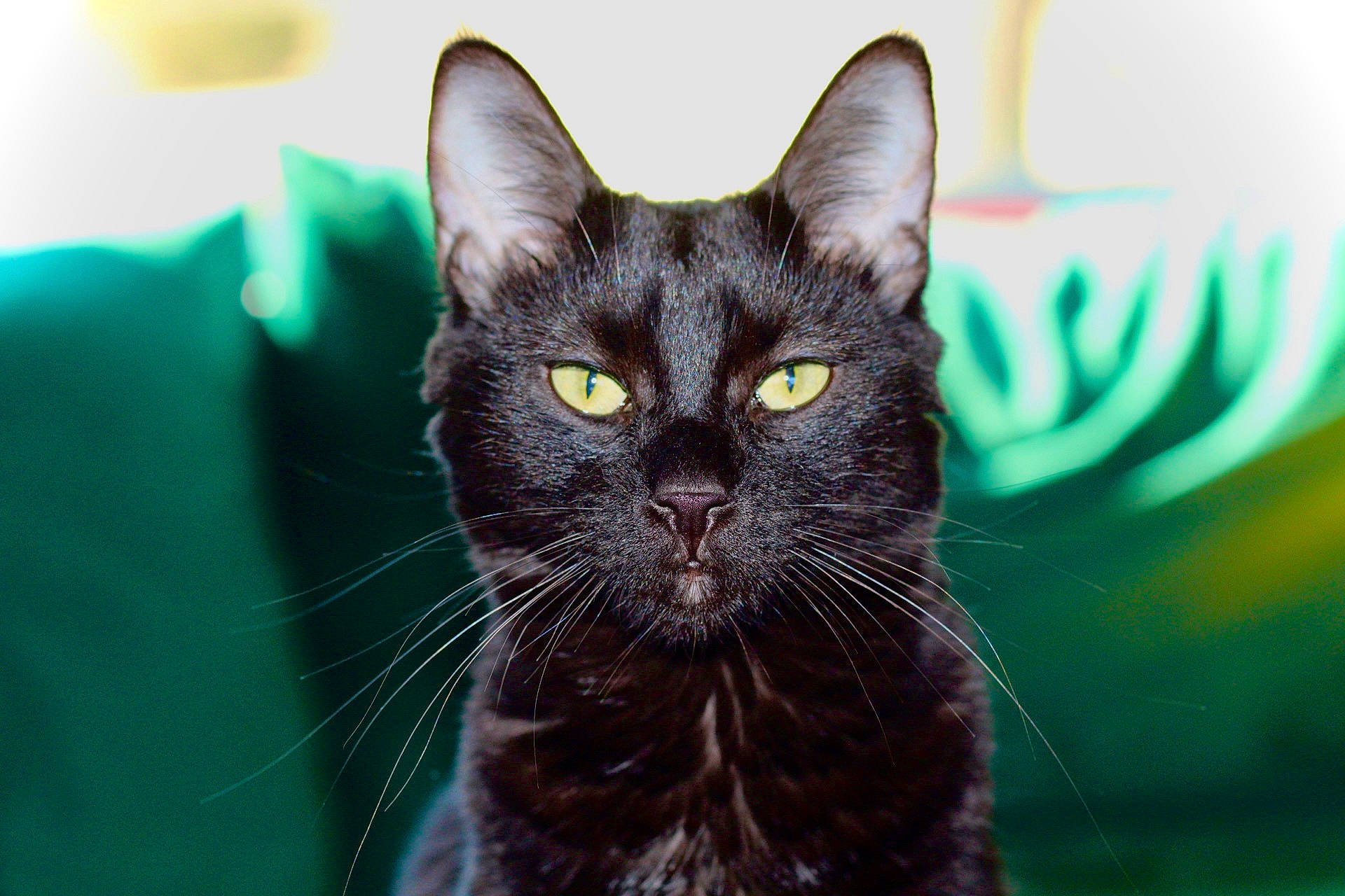 Savannah joined the competition — help win amazing prizes! black_cat, bombay, carnivore, cat, domestic_short_haired_cat, felidae, fur, grass, head, iris, small_to_medium_sized_cats, snout, terrestrial_animal, whiskers, wildlife
