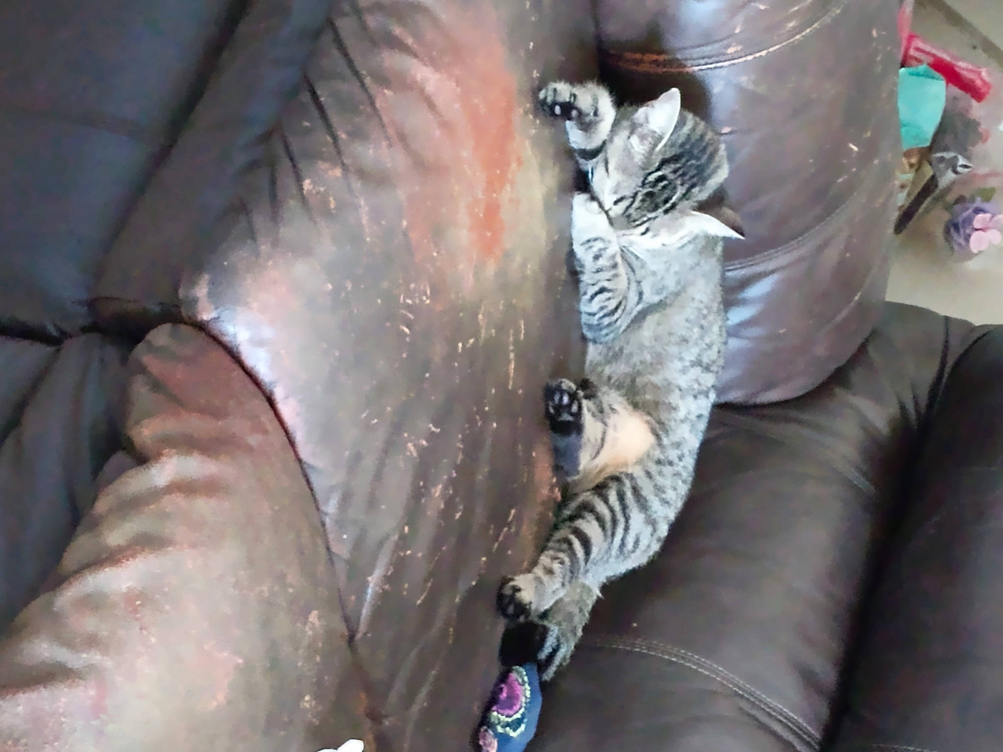 Chiquita is registered to the contest to win money with this photo: auto_part, automotive_tire, automotive_wheel_system, carnivore, cat, claw, comfort, domestic_short_haired_cat, felidae, flesh, fur, human_leg, lap, leather, metal, pipe, small_to_medium_sized_cats, tail, thigh, whiskers