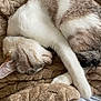 abyssinian, animal, blanket, cat, couch, cushion, furniture, homedecor, kitten, manx, person, pet, pillow, quilt, sleeping
