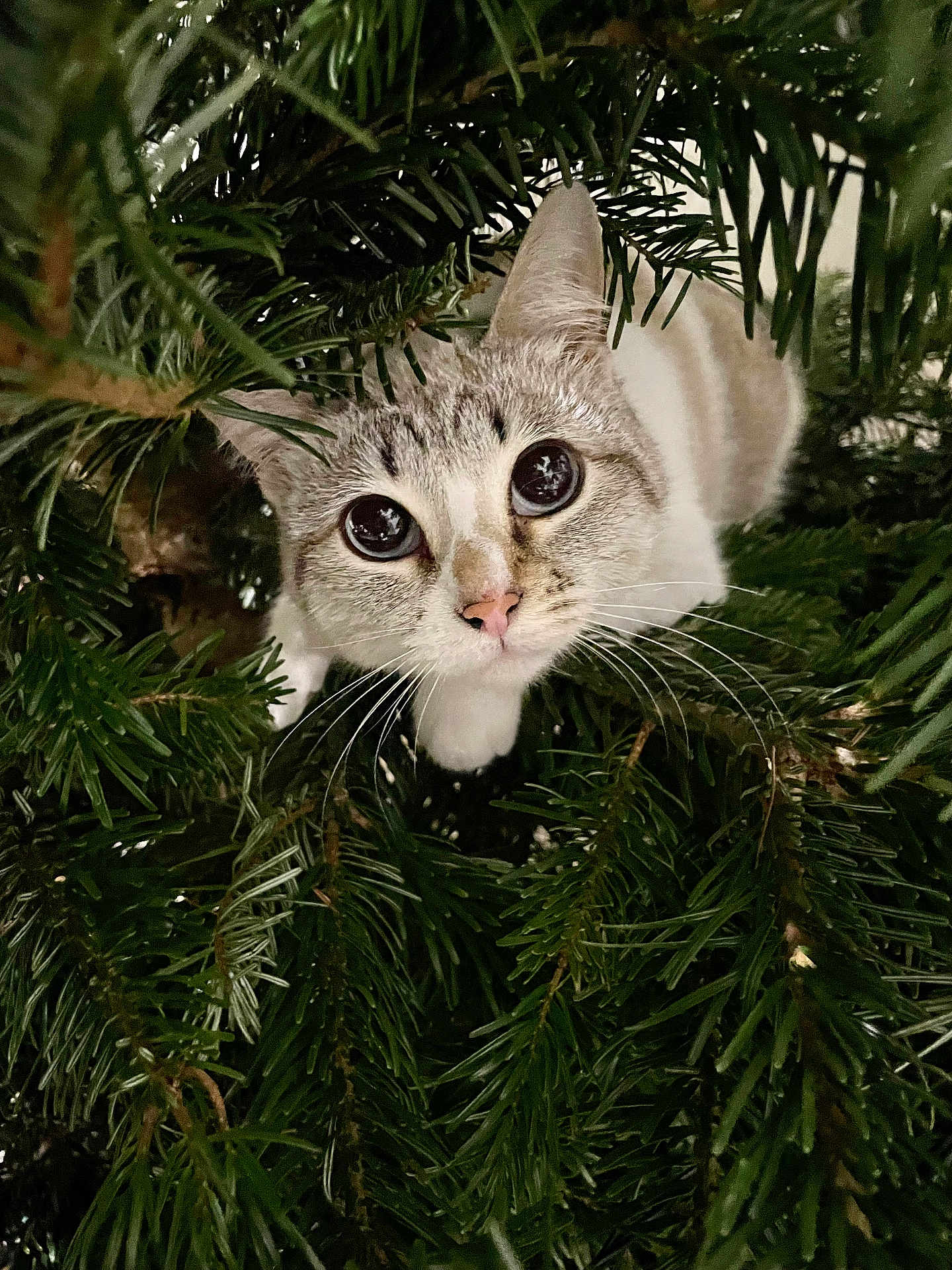 Tika participe au concours pour gagner de l'argent avec cette photo : abyssinian, accessories, animal, cat, conifer, fir, jungle, kitten, land, leaf, manx, nature, outdoors, pet, pine, plant, spruce, tree, vegetation, yew