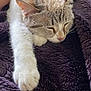 Tika participe au concours pour gagner de l'argent avec cette photo : abyssinian, angora, animal, blanket, cat, couch, furniture, homedecor, kitten, linen, manx, person, pet, quilt, siamese, sleeping, towel