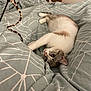 Tika participe au concours pour gagner de l'argent avec cette photo : animal, back, bed, bedroom, blanket, bodypart, canine, cat, couch, furniture, indoors, kitten, manx, person, pet, quilt, reptile, room, sleeping, snake