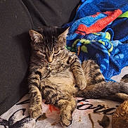 Angel joined the competition — help win amazing prizes! tabby_cat, cat, feline, pet, indoor, blanket, sofa, furniture, resting, relaxed, striped_fur, collar, cozy, animal, cute, sleepy, paw, fur, home, comfort