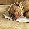 Maya a rejoint le concours — aidez-le/la à gagner de superbes lots ! dog, sleeping, blanket, floor, wooden_floor, cardboard_box, indoors, pet, brown_dog, resting, nap, cozy, wrinkles, canine, cute, domestic_animal, quiet, calm, relaxed, household