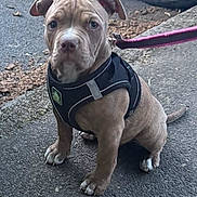 Maya a rejoint le concours — aidez-le/la à gagner de superbes lots ! puppy, dog, leash, harness, pavement, outdoor, pet, canine, animal, brown, sitting, closeup, cute, young, ears, tail, street, vehicle, daylight, adorable
