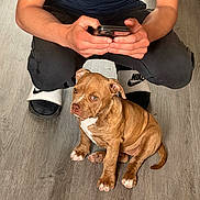 Maya participe au concours pour gagner de l'argent avec cette photo : animal, black_pants, brown_dog, casual, crouching, cute, dog, floor, hands, indoor, looking, nike_logo, person, pet, phone, puppy, white_paws, white_slides, wooden_floor, young_dog