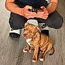 Maya participe au concours pour gagner de l'argent avec cette photo : puppy, dog, brown_dog, white_paws, floor, wood_floor, person, hands, phone, sitting, crouching, black_pants, navy_shirt, nike_slides, indoor, pet, cute, attention, animal, domestic_animal