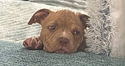 Maya a rejoint le concours — aidez-le/la à gagner de superbes lots ! puppy, dog, pet, sleepy, couch, pillow, indoor, cozy, fur, paw, brown, cute, resting, texture, blanket, home, animal, snuggle, relaxed, closeup