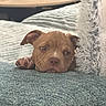 puppy, dog, pet, sleepy, couch, pillow, indoor, cozy, fur, paw, brown, cute, resting, texture, blanket, home, animal, snuggle, relaxed, closeup
