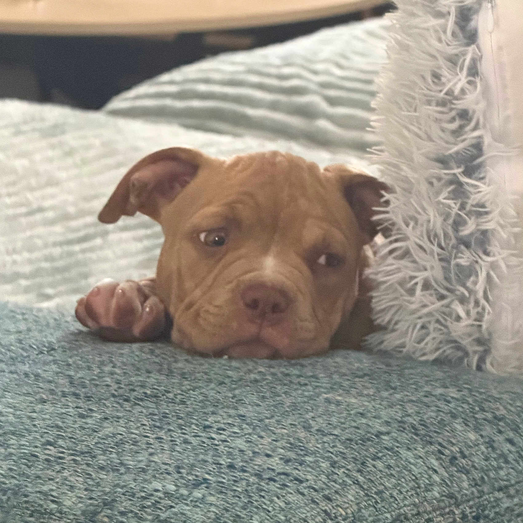 Maya