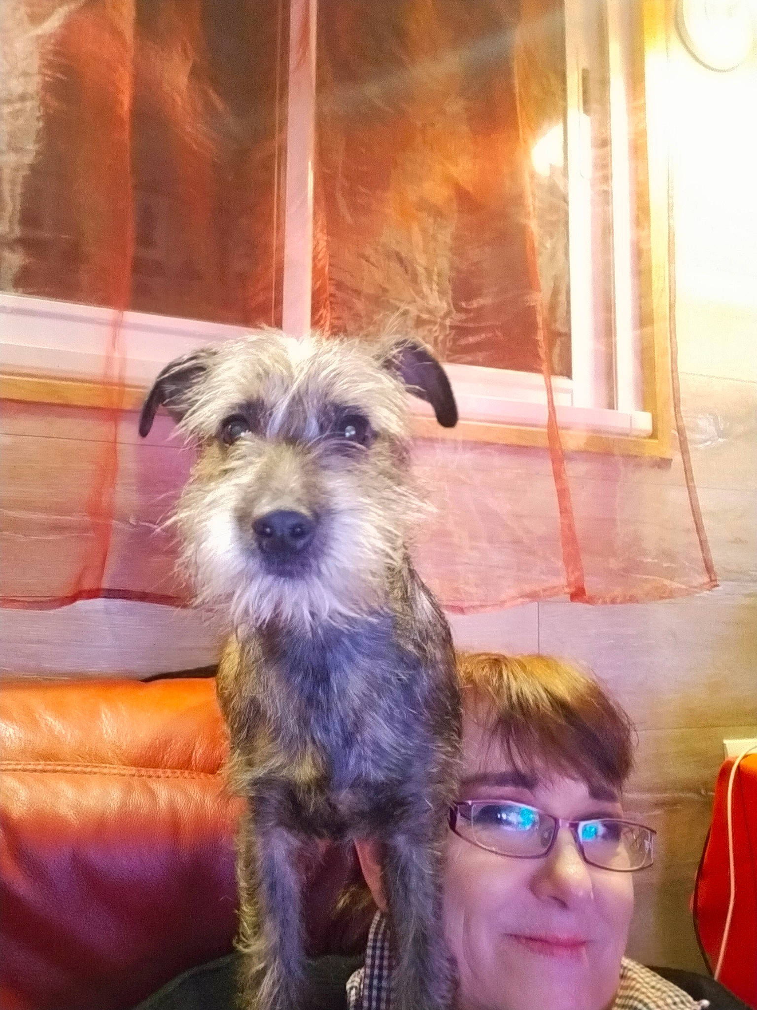 Texas participe au concours pour gagner de l'argent avec cette photo : biewer_terrier, canidae, carnivore, companion_dog, dog, dog_breed, dog_supply, eyewear, happy, puppy, schnauzer, small_terrier, smile, snout, sporting_group, terrier, toy_dog, working_animal