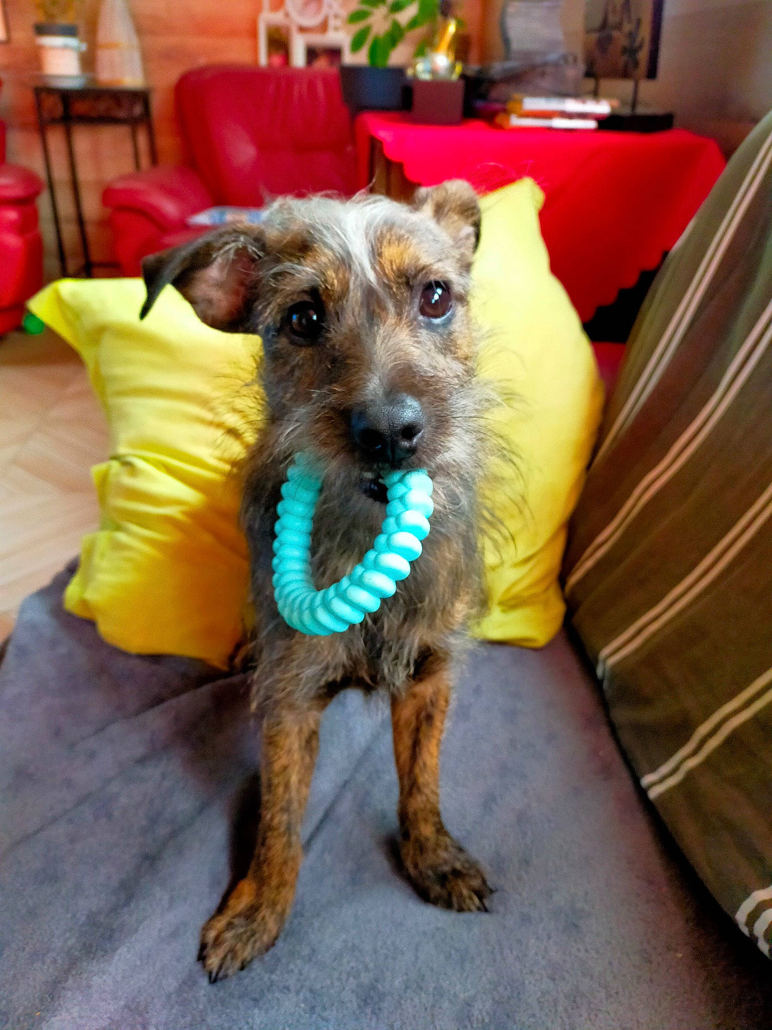 Texas participe au concours pour gagner de l'argent avec cette photo : canidae, carnivore, chair, collar, companion_dog, dog, dog_breed, dog_clothes, dog_supply, fashion_accessory, fawn, fur, party_supply, small_terrier, snout, sporting_group, terrier, toy_dog, working_animal, working_terrier