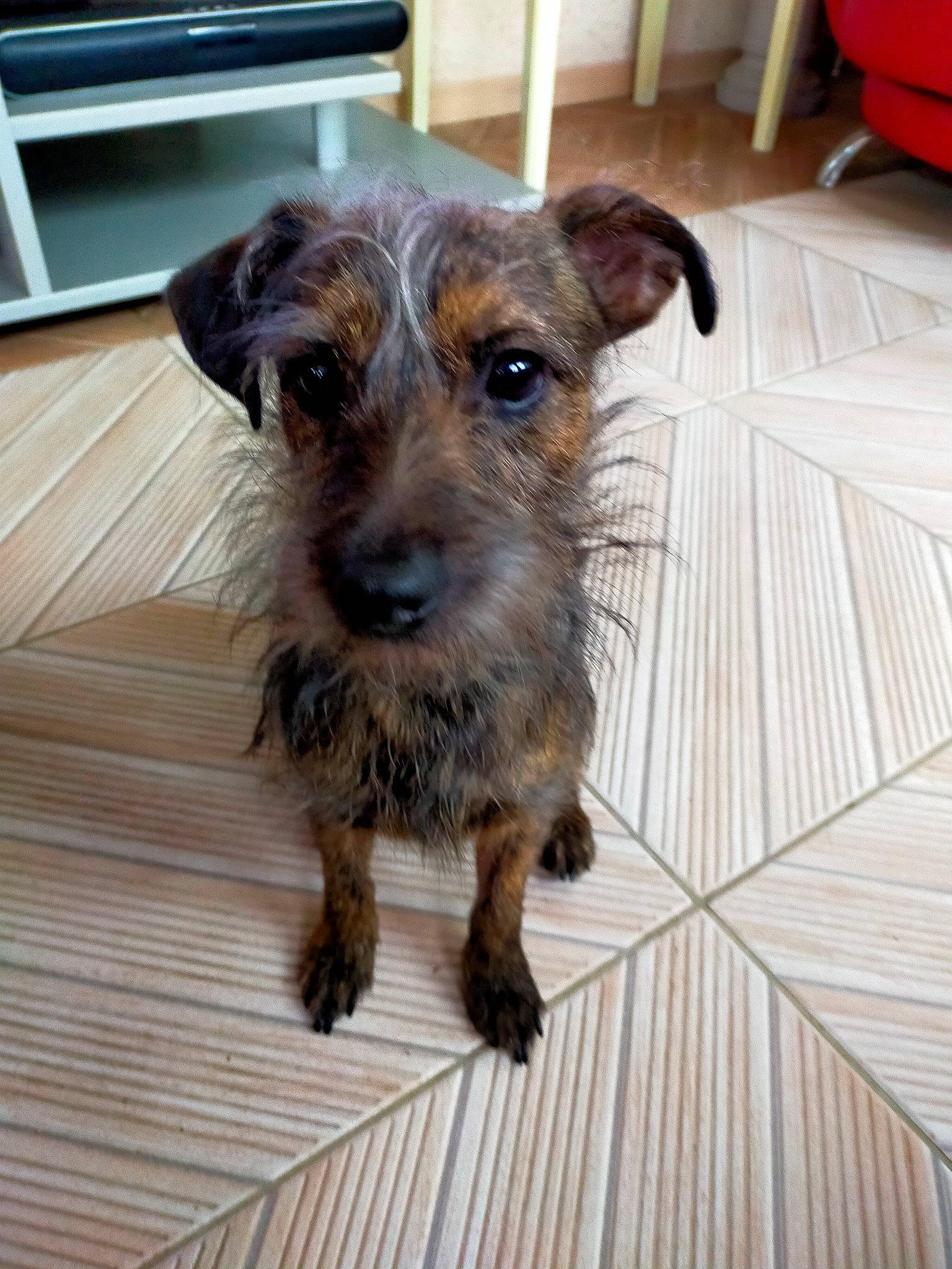 Texas a rejoint le concours — aidez-le/la à gagner de superbes lots ! canidae, carnivore, chair, companion_dog, dog, dog_breed, fawn, flooring, fur, hardwood, liver, plant, puppy, small_terrier, sporting_group, terrestrial_animal, whiskers, wood, wood_stain, working_animal