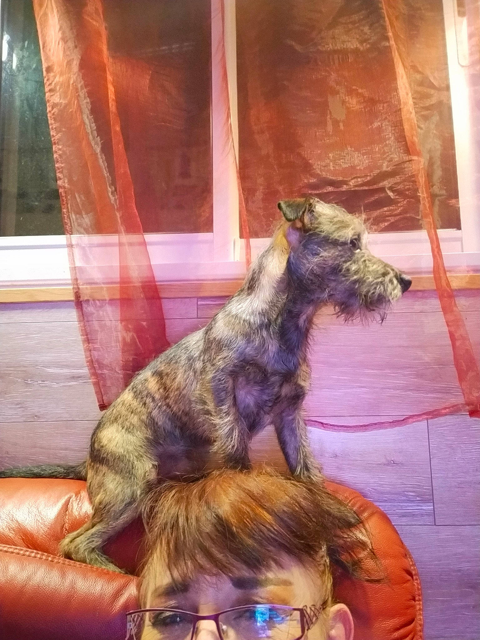 Texas participe au concours pour gagner de l'argent avec cette photo : canidae, carnivore, companion_dog, dog, dog_breed, fawn, felidae, flooring, fur, goats, happy, purple, small_to_medium_sized_cats, snout, sporting_group, tail, tints_and_shades, visual_arts, window, wood