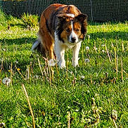 Perle a rejoint le concours — aidez-le/la à gagner de superbes lots ! dog, grass, dandelion, field, outdoor, sunlight, fence, tree, pet, animal, nature, greenery, daytime, canine, mammal, fur, alert, looking, park, summer