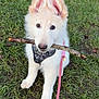 puppy, dog, white_dog, stick, grass, outdoor, leash, harness, pet, animal, playful, ears, cute, young_dog, nature, grass_field, looking_at_camera, standing, daylight, adorable