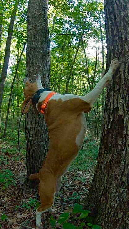 Sister joined the competition — help win amazing prizes! adventure, biome, canidae, carnivore, dog, dog_breed, fawn, forest, jungle, old_growth_forest, plant, recreation, sporting_group, tail, temperate_broadleaf_and_mixed_forest, terrestrial_plant, tree, trunk, wood, woodland