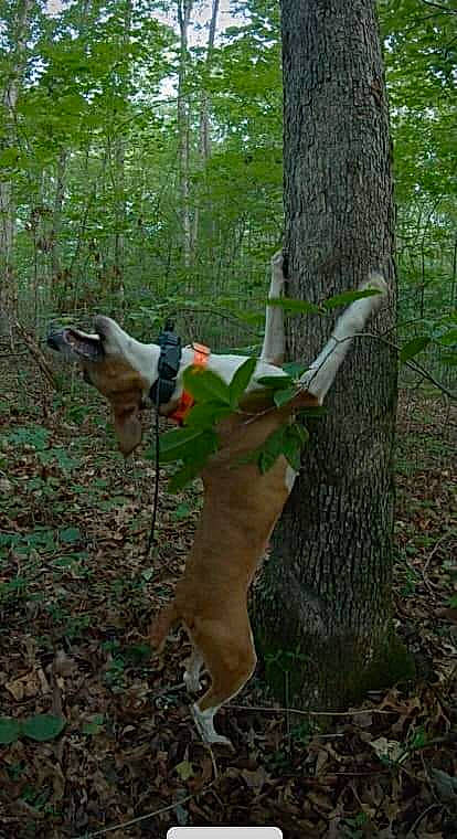 Sister joined the competition — help win amazing prizes! biome, canidae, carnivore, dog, dog_breed, dog_supply, fawn, forest, grass, jungle, plant, sporting_group, tail, temperate_broadleaf_and_mixed_forest, terrestrial_animal, terrestrial_plant, tree, trunk, wood, woodland