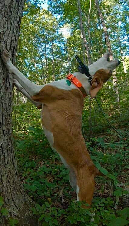 Sister is registered to the contest to win money with this photo: adventure, canidae, carnivore, collar, companion_dog, dog, dog_breed, dog_hiking, fawn, felidae, forest, grass, plant, sky, sporting_group, tail, tree, trunk, twig, wood