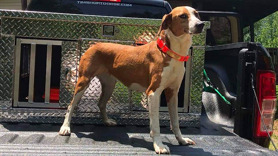 Sister joined the competition — help win amazing prizes! automotive_mirror, car, carnivore, collar, companion_dog, dog, dog_breed, dog_collar, dog_supply, gun_dog, hound, liver, pet_supply, sporting_group, street_dog, tail, vehicle, vehicle_door, windshield, working_animal