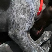 Ellie joined the competition — help win amazing prizes! dog, animal, pet, collar, speckled_coat, fur, lying_down, close_up, red_collar, indoor, resting, canine, domestic_animal, blur, unknown_breed, sleeping, four_legs, paw, snout, fur_texture
