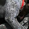 dog, animal, pet, collar, speckled_coat, fur, lying_down, close_up, red_collar, indoor, resting, canine, domestic_animal, blur, unknown_breed, sleeping, four_legs, paw, snout, fur_texture