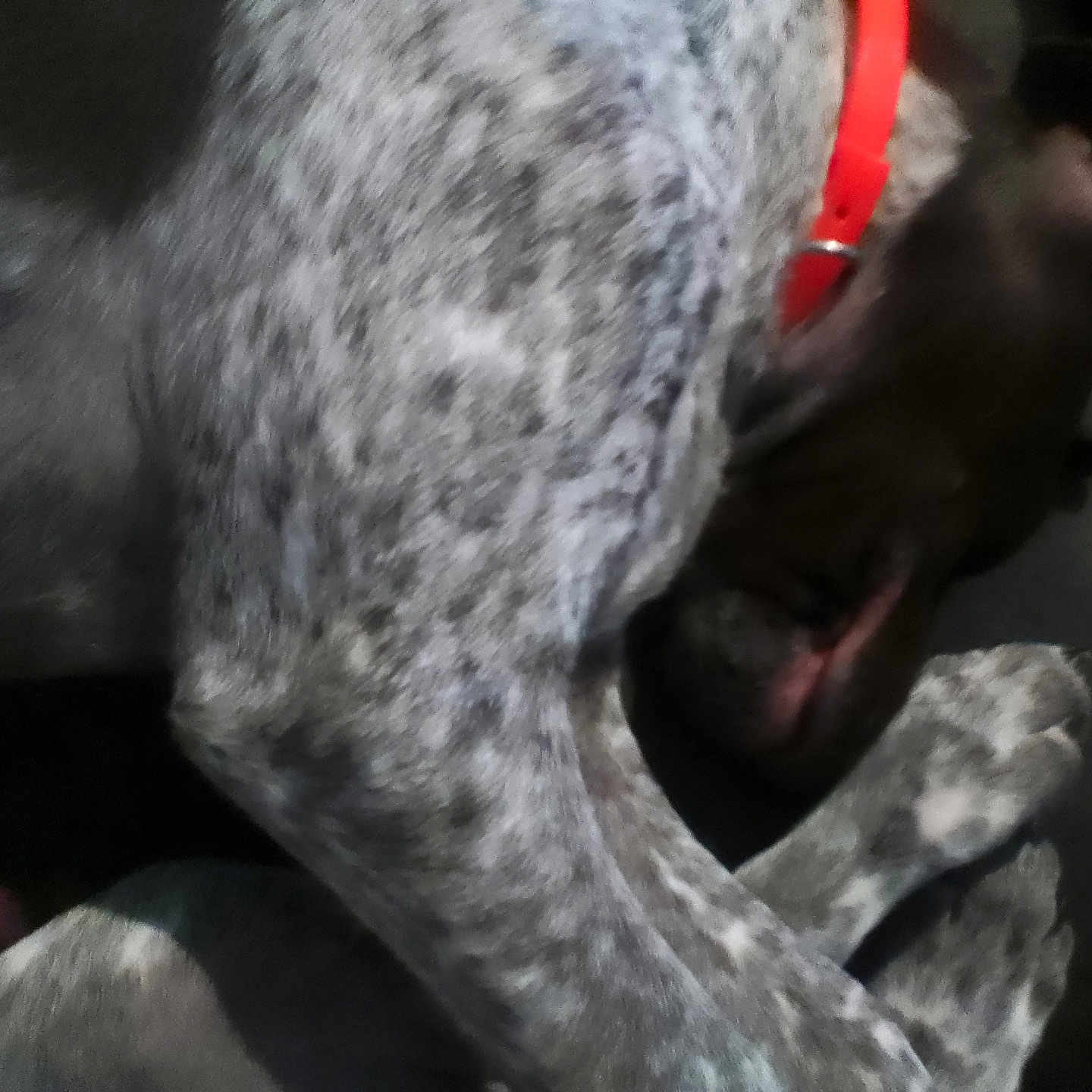 Ellie