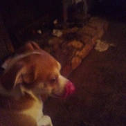 Pennypooh is registered to the contest to win money with this photo: animal, blurred, blurry, brown, canine, companion, couch, dim_light, dog, domestic, furniture, household, indoor, low_quality, night, pet, shadow, sitting, tongue_out, white