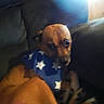 dog, brown_dog, bandana, blue_bandana, stars, couch, pet, indoor, blurred, overexposed, animal, small_dog, fur, sitting, resting, furniture, closeup, companion, domestic_animal, canine