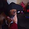 dog, pet, hat, black_hat, hand, red_sleeve, indoor, couch, blur, dim_lighting, brown_dog, small_dog, animal, domestic_animal, holding, furniture, background_objects, casual, close_up, portrait