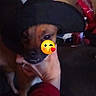 animal, background, black_hat, brown_dog, couch, cozy, dark, dog, emoji, furniture, hand, hat, holding, indoor, kiss_emoji, person, pet, plastic_bag, red_sleeve, wall