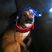 Yogybear joined the competition — help win amazing prizes! dog, pet, couch, indoor, brown_dog, hat, blue_hat, red_collar, spiked_collar, seated, looking, animal, domestic_animal, furniture, home, blurred, confused, curious, dark_background, closeup