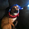 dog, pet, couch, indoor, brown_dog, hat, blue_hat, red_collar, spiked_collar, seated, looking, animal, domestic_animal, furniture, home, blurred, confused, curious, dark_background, closeup