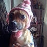 dog, puppy, pink_hat, knitted_hat, pet, indoor, person_hand, curly_hair, brown_dog, wide_eyes, pom_pom, holding, close_up, face, expression, furniture, shelf, clutter, cozy, cute